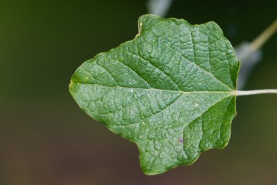 Populus alba - topol bílý - list